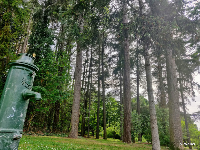 Le Bois de Bonneterre à Guitard.