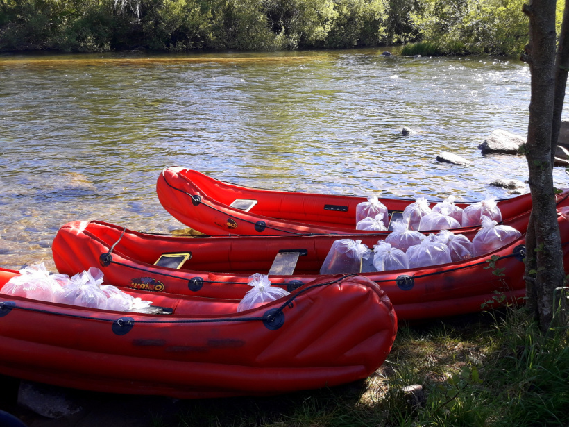 Alevinage dans l'Allier à bord de canoës.