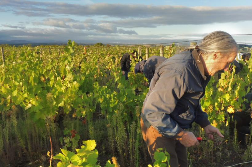 Les vendanges se font entre amis à Maringues.