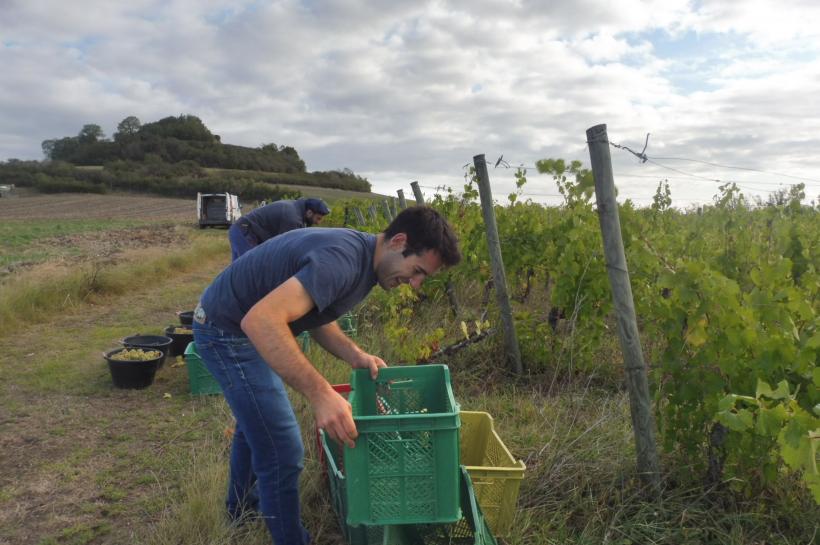 La préparation des vendanges débute à Montgacon.