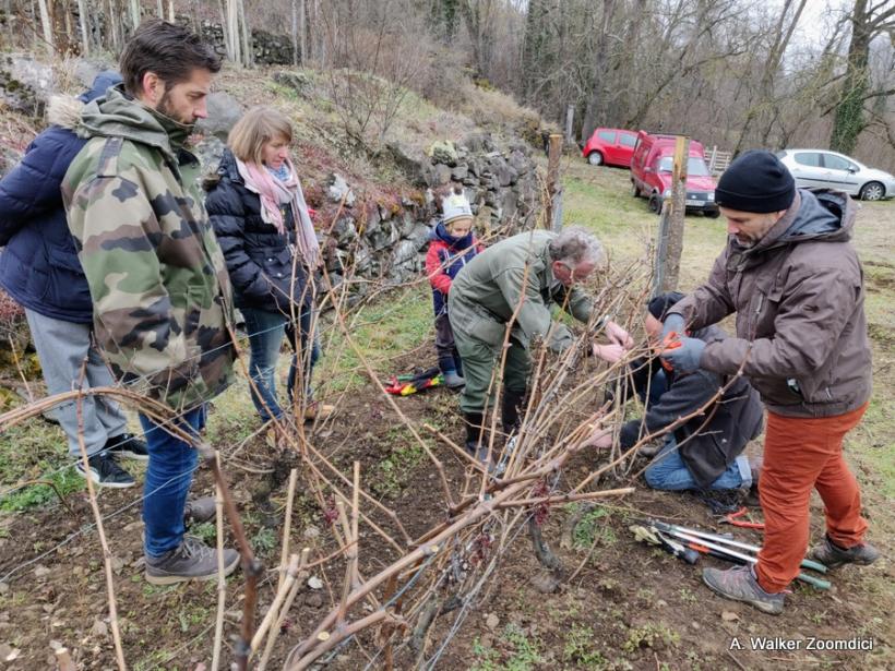 Le 23 janvier 2022, les adhérents ont appris à tailler la vigne.