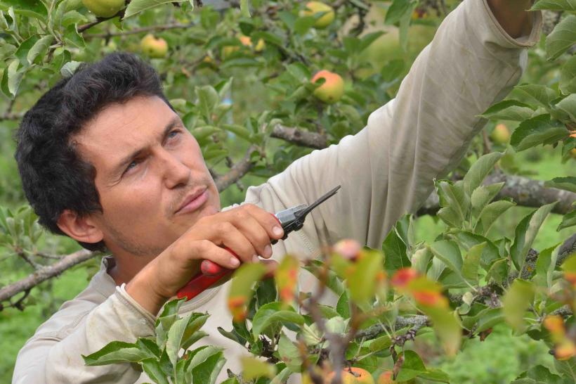 Bruno Defay, expert en jardinage et en taille d'arbres fruitiers.