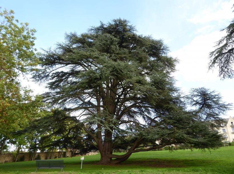 L'arbre, vénérable, était un Cèdre de bleu de l'Atlas.