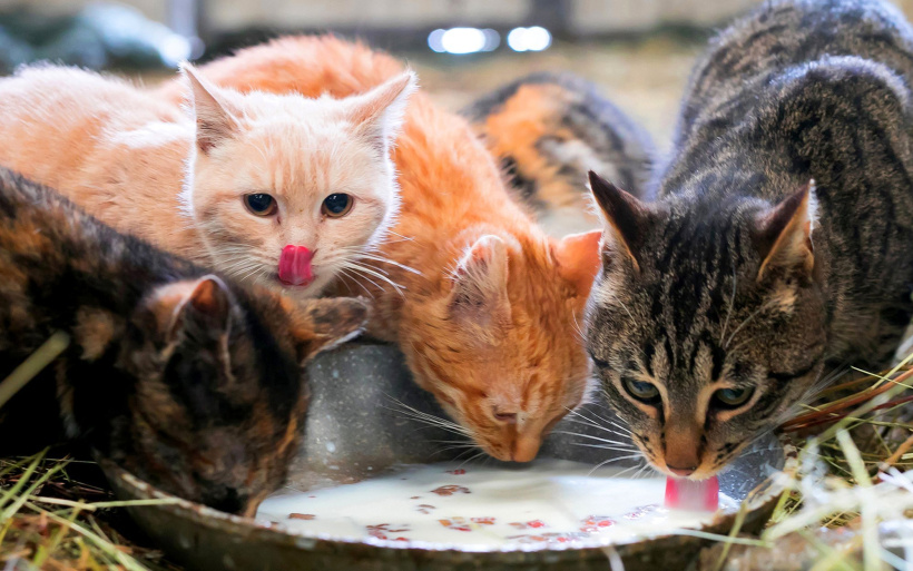 Un des clichés présents dans le livre Chats de campagne 