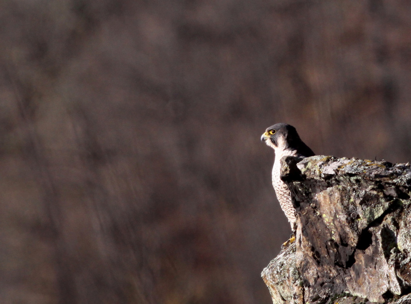 Un faucon pèlerin photographié par Francis Journeaux