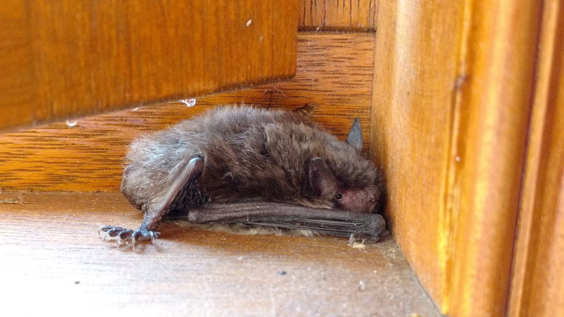 Une chauve-souris égarée pétrifiée de peur.