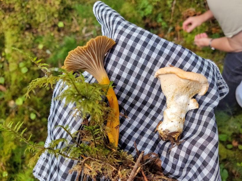 La chanterelle en tube et le pied de mouton sont comestibles.