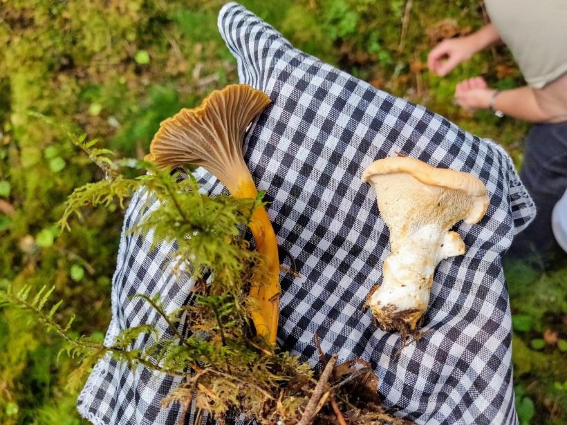 Chanterelle en tubes et pied de mouton sont comestibles.