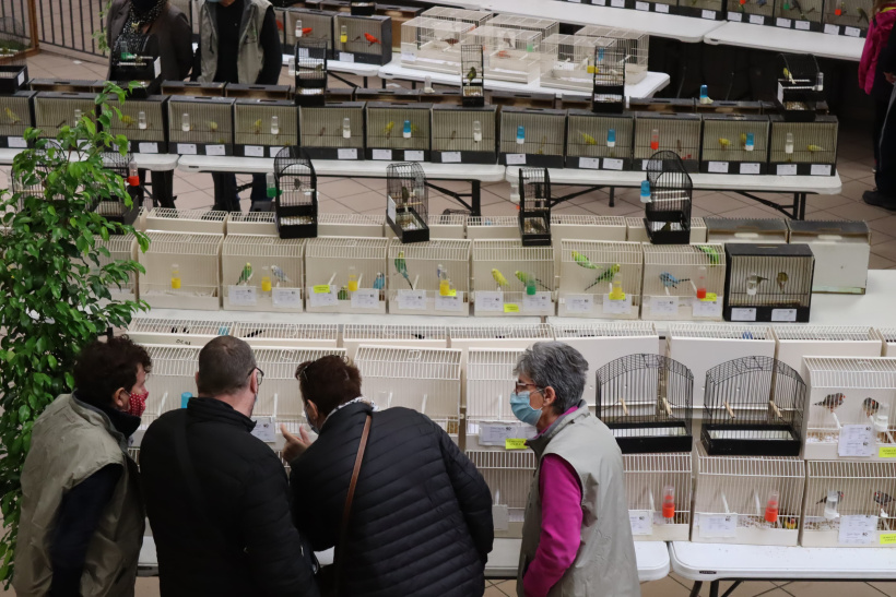 Exposition-Vente d'oiseaux en cage les 29 et 30 janvier, MPT de Chadrac