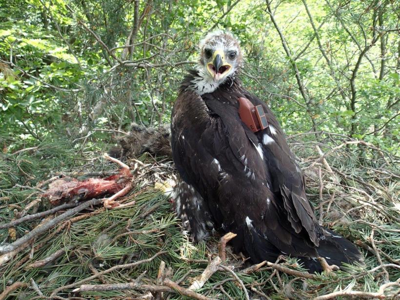 Le jeune aigle royal lors de la pose du GPS.