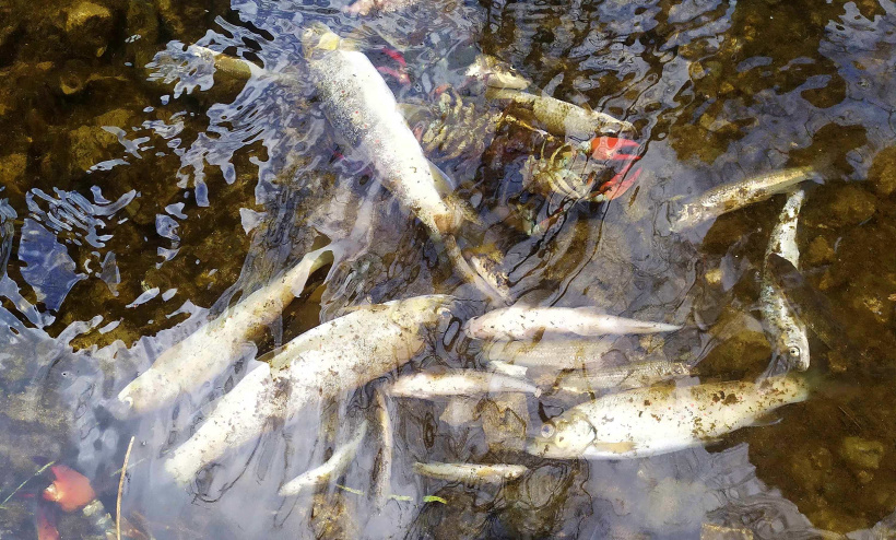 Des poissons morts dans la Sénouire, premières victimes de la pollution.