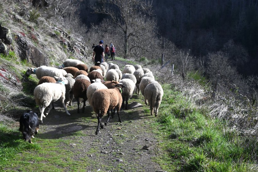 Les brebis, comme les opposants, ne craignent pas les longs chemins caillouteux. 