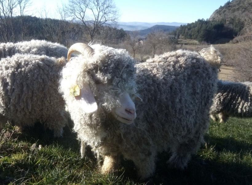 Chèvre angora de la Ferme des Chibottes à Saint-Pierre-Eynac