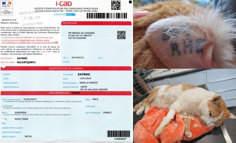 Animal récupéré par Le Jardins des Chats et identifié au nom de la mairie de Chadrac