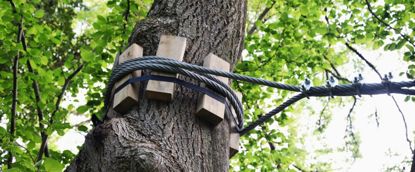 La passerelle est suspendue d'arbres en arbres.