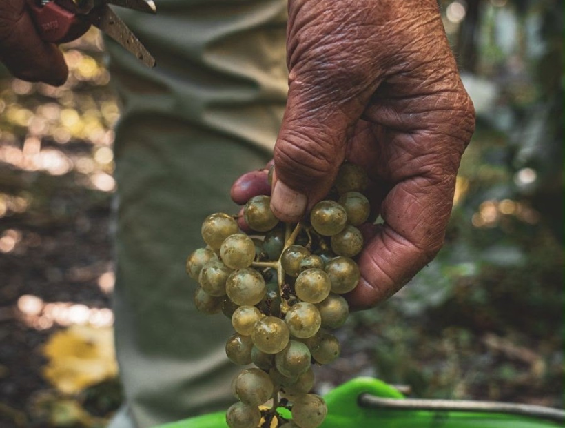 La saison des vendanges 2026 a été plutôt particulière