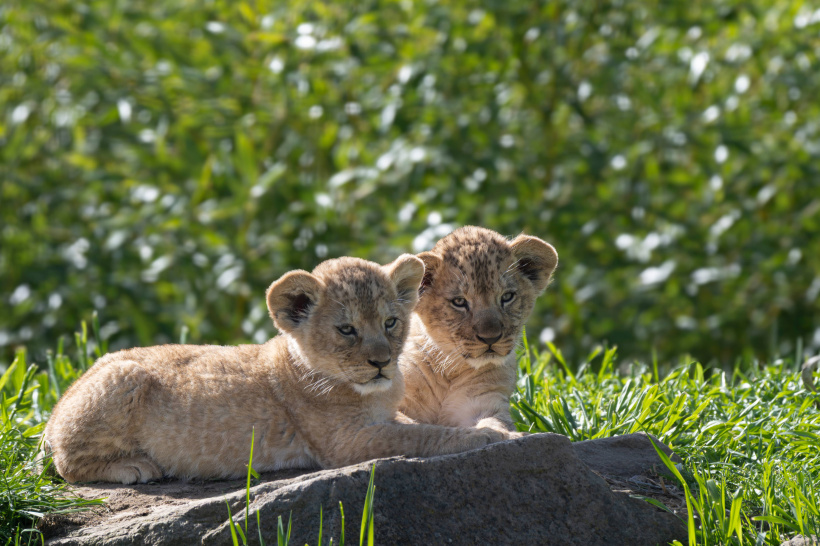parc animalier d'auvergne