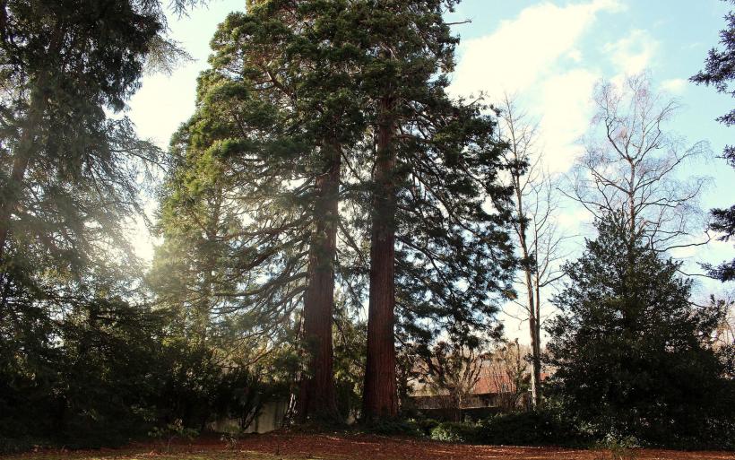 Les séquoias, l'arbre roi, au coeur du Puy-en-Velay