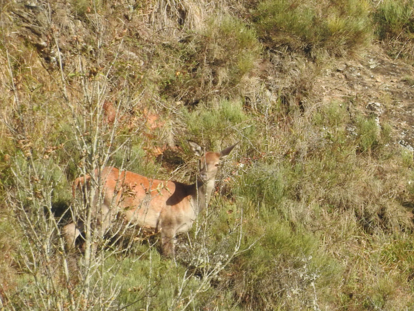 Biche observée lors du comptage