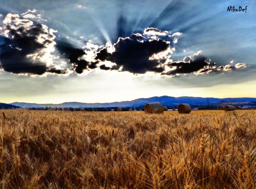 Les agriculteurs doivent adapter leurs cultures en fonction du dérèglement climatique.