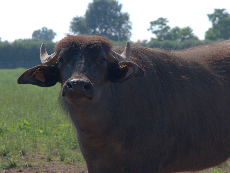 Une bufflonne a été grièvement percutée à Montfaucon.