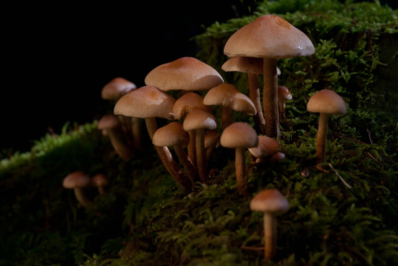 Les champignons par exemple font partie d'une gigantesque société interconnectée.