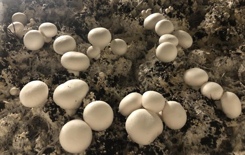La société est spécialisée dans la production et la distribution de champignons