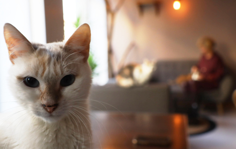 Les bars à chat invitent à consommer des grandes tournées de tendresses. 
