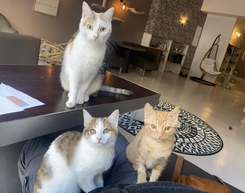 Aussitôt assis sur l'une des tables, aussitôt observé de près par un trio de félins.