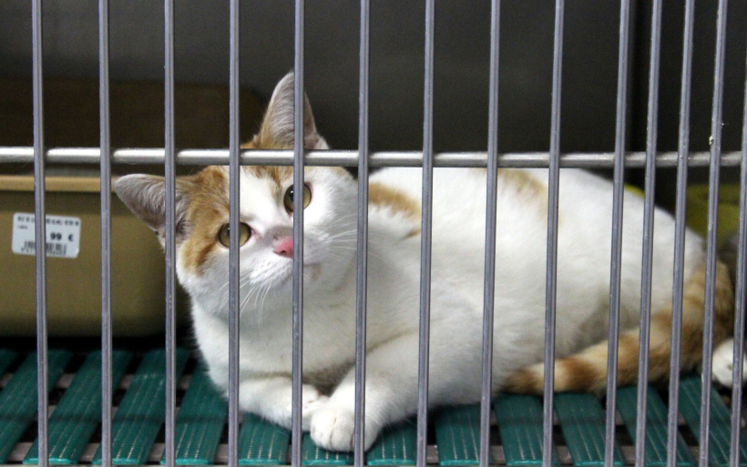 Un chat pensionnaire à la SPA du Puy attend un prochain maître.