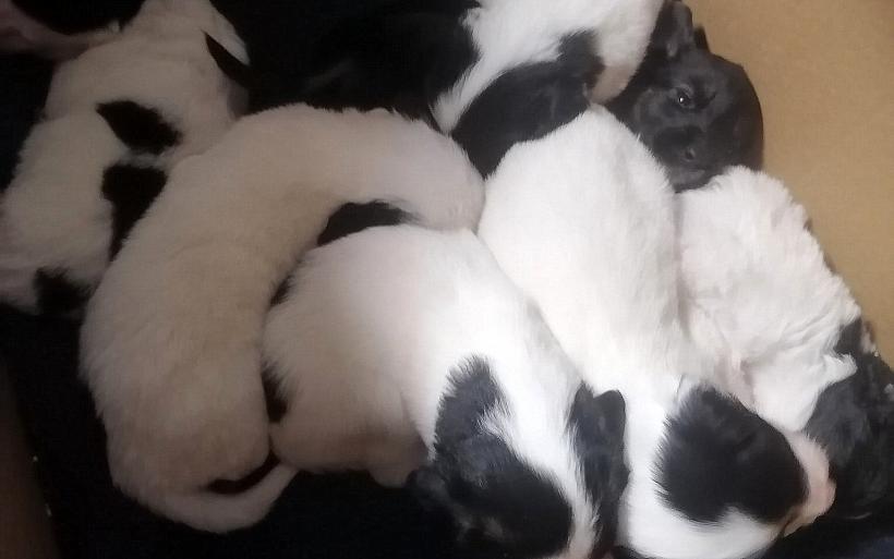 des chiots abandonnés dans un carton à Yssingeaux