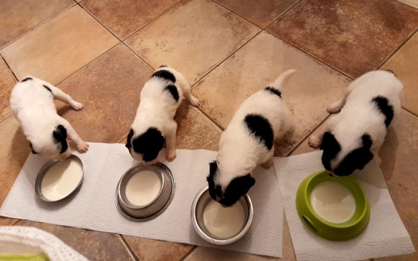 Quatre chiots en train de laper du lait.