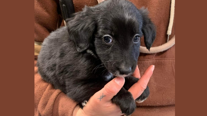 Ces chiots ont été abandonnés dans un carton dans les bois au lac du Bouchet.