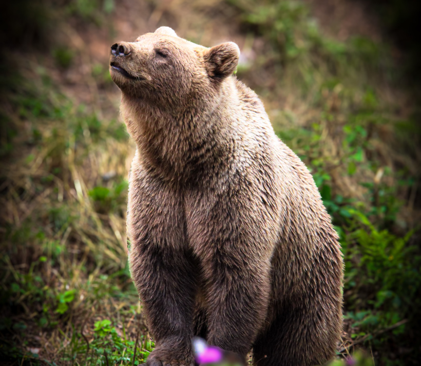 parc animalier d'auvergne