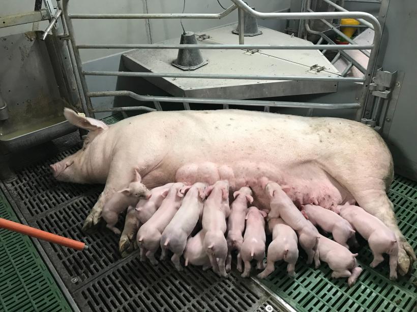 La filière Porc de Haute-Loire existe depuis 2008. 