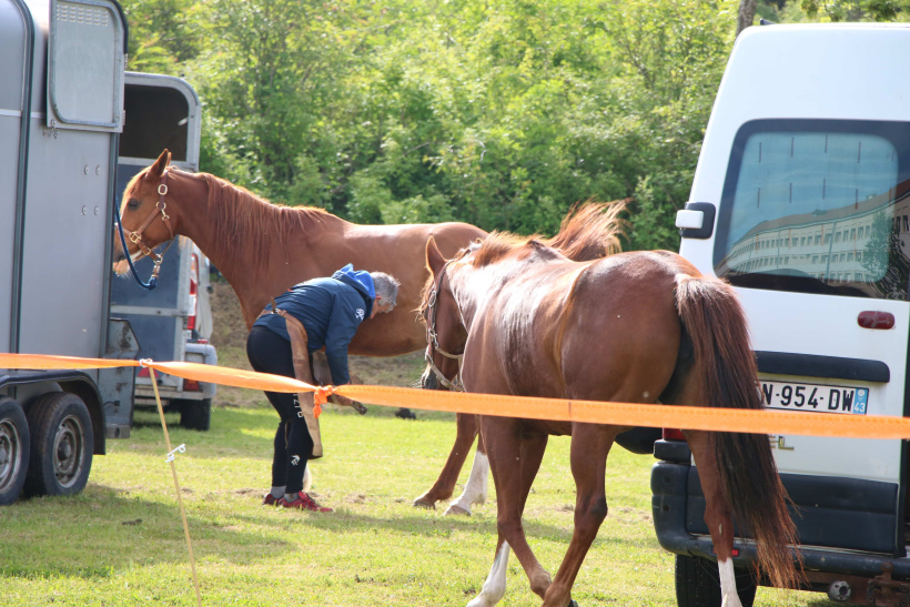 Les chevaux ont été pansés, sabots nettoyés