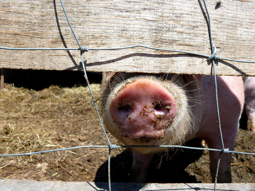 La ferme des animaux en territoire ponot.