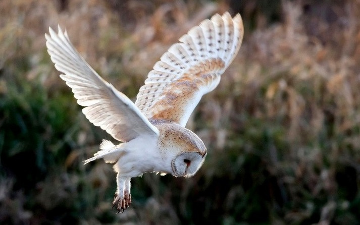 L'effraie des clochers, un oiseau aussi magnifique que fragile.