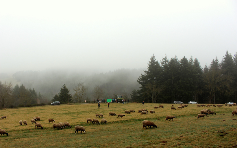 Les arbres à droite mesurent environ 20 m. L'antenne sera 2 fois plus grande.