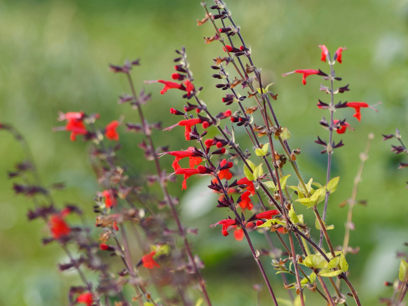 fleurs vivaces