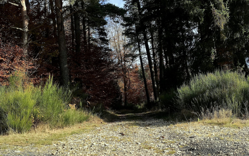 La forêt Cévenole au Chambon-sur-Lignon.