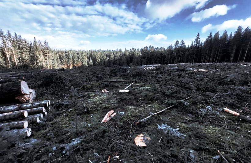La totalité des 11 hectares a déjà été vidée de ses arbres dans le bois de Bramard. 