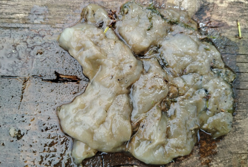 L'émulsion entre l'ensilage et l'eau a généré des plaques visqueuses dans le ruisseau.