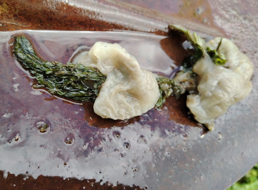Non, ce ne sont pas des mollusques qui se trouvent dans le ruisseau de Chaspuzac.