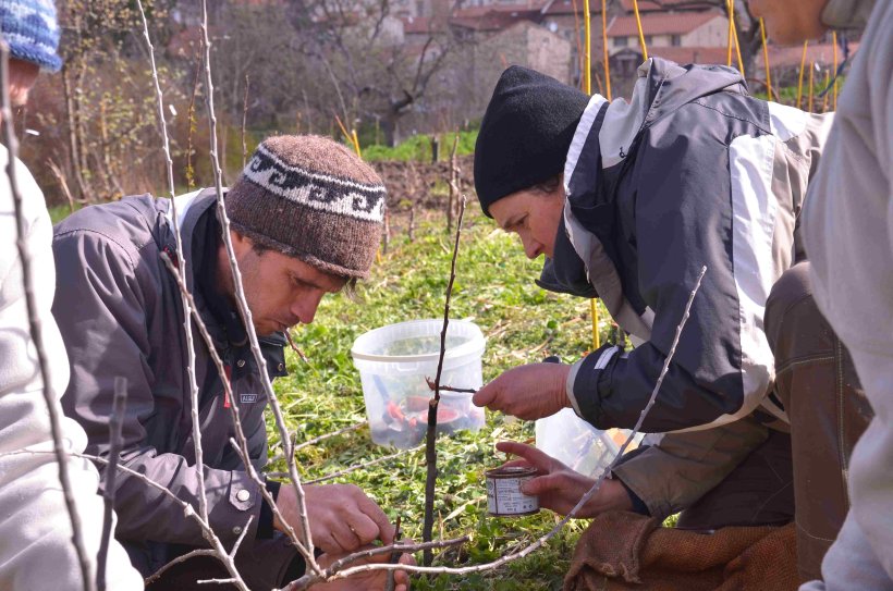 Atelier greffe le 6 avril au Jardin de Taulhac