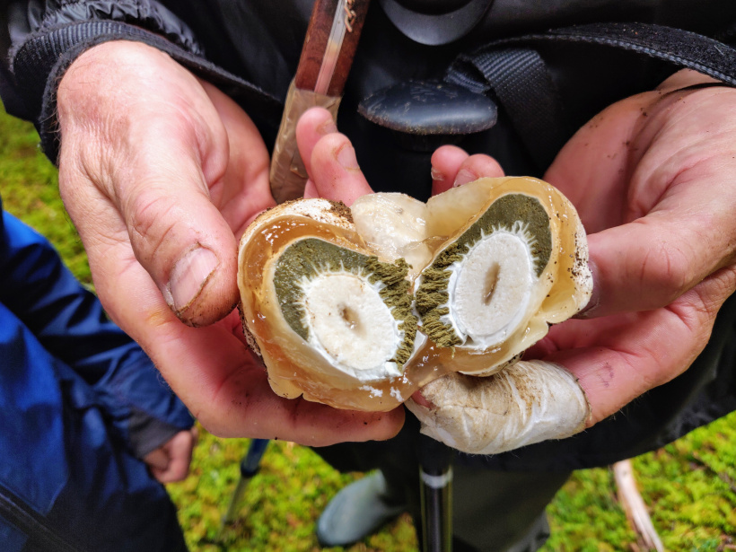 Un "oeuf" de champignon phallus impudicus.