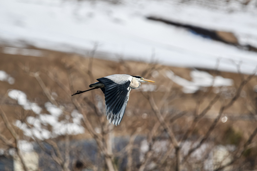 Un héron cendré détecté porteur de la grippe aviaire à Beaulieu. 