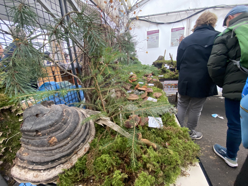 Le musée du champignon 