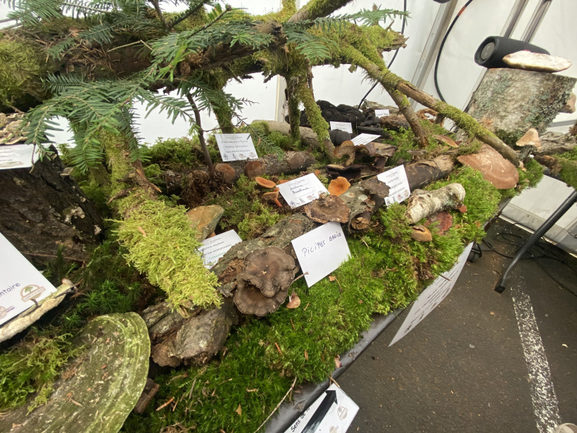 A la découverte de la mycologie