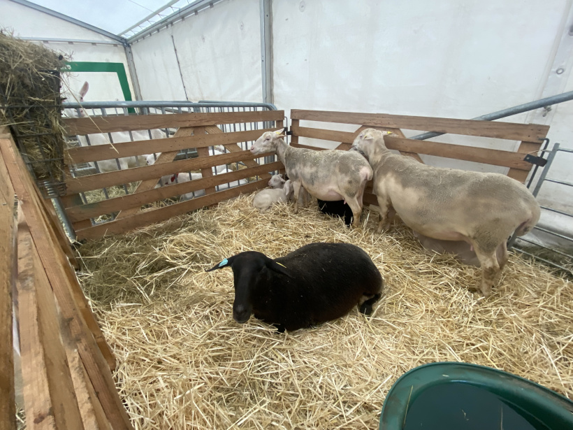 Brebis et agneaux étaient à l'abris de la pluie